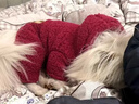 阿莫爾狗狗衣服秋冬裝可愛(ài)熊頭四腳衣喜慶保暖防掉毛金漸層布偶貓咪衣服 紅色熊頭 L【建議8-11斤，具體參考尺碼表】 曬單實(shí)拍圖