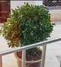 翩然冬青球樹(shù)苗地栽耐寒植物大葉黃楊球型庭院別墅圍墻籬笆樹(shù)綠化苗木 冬青球【70cm左右冠幅】【帶土球】 曬單實(shí)拍圖