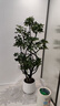 嘆為觀(guān)止大型植物發(fā)財樹(shù)各種大顆盆栽開(kāi)業(yè)喬遷客廳辦公室內好養大型花卉 造型鴨腳木【1.4-1.6米】 含盆 曬單實(shí)拍圖