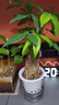 發(fā)財樹(shù)盆栽大植物室內辦公室桌面客廳小盆景招財樹(shù)苗綠植花卉盆栽 三桿發(fā)財樹(shù) 5-8cm【透明儲水盆】 【送肥料】 曬單實(shí)拍圖