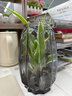 水培植物金邊吊蘭盆栽室內綠植花卉好養植物凈化空氣20-30厘米 金邊吊蘭1盆+圓玻璃花瓶 曬單實(shí)拍圖