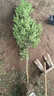 翩然獨桿黃楊樹(shù)苗耐寒四季常青瓜子黃楊苗盆栽庭院地栽造型樹(shù)樁綠化苗 獨桿黃楊樹(shù) 3公分粗桿/高1.6米左右 曬單實(shí)拍圖