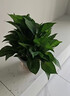 佳賀（JIAHE）綠蘿盆栽除甲醛花卉綠植辦公室新房?jì)艋諝饧彝?【特惠】110款綠蘿原盆 1盆 曬單實(shí)拍圖