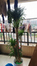 花財主大型盆栽綠植 檸檬樹(shù)鴨腳木發(fā)財樹(shù)天堂鳥(niǎo)綠植室內客廳大盆栽 多頭龍血樹(shù)1.3-1.5米【鉆石盆 含盆 曬單實(shí)拍圖