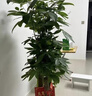 臨雅步步高招財樹(shù)植物大型發(fā)財樹(shù)盆栽喬遷開(kāi)業(yè)1.5-1.6m福字盆源頭直發(fā) 曬單實(shí)拍圖