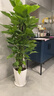 大葉綠蘿柱盆栽客廳植物室內除甲醛新房客廳辦公室天堂鳥(niǎo)大型綠植 除甲醛綠蘿柱1.4-1.5米【鉆石樹(shù)脂盆】 曬單實(shí)拍圖