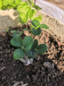 草莓苗盆栽 秋冬季四季結果陽(yáng)臺種植苗秧紅顏奶油丹東九九 查理草莓1盆 原盆帶花帶果+肥料 高約18-23cm 曬單實(shí)拍圖