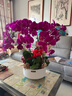 元族【2小時(shí)達】大花蝴蝶蘭盆栽蘭花鮮花同城配送長(cháng)輩節日生日禮物 6株紫色蝴蝶蘭盆栽-大吉大利（花盆隨機） 曬單實(shí)拍圖