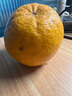江蘇香櫞果清供佛果香櫞祛味黃香圓觀(guān)賞除味聞香搭配佛手擺放香園 5斤中果(5兩左右/個(gè)) 曬單實(shí)拍圖