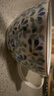 千代源小藍芽早餐杯麥片杯陶瓷咖啡燕麥杯子日本進(jìn)口家用馬克杯牛奶水杯 小藍芽早餐杯 曬單實(shí)拍圖