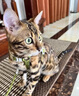 春燕美寵孟加拉豹貓活體幼崽幼貓豹紋貓寵物貓雪銀豹純種血蟒紋短毛貓活體 曬單實(shí)拍圖