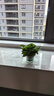 雙盟綠蘿盆栽除甲醛綠植辦公室新房?jì)艋諝?80自吸水16盆裝源頭直發(fā) 曬單實(shí)拍圖