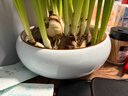 塵菁水仙花盆陶瓷大號家用無(wú)孔銅錢(qián)草專(zhuān)用一葉蓮碗蓮盆多肉大口徑水培 【粉青】 18-19cm 曬單實(shí)拍圖