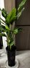 佳賀（JIAHE）天堂鳥(niǎo)盆栽客廳室內好養大型綠植辦公室大葉植物鶴望蘭源頭直發(fā) 【限時(shí)促銷(xiāo)】天堂鳥(niǎo)【1.2-1.4米】鉆石盆 曬單實(shí)拍圖