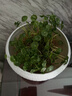 啟麗銅錢(qián)草水培植物大葉水養金錢(qián)草綠植魚(yú)缸水草辦公室桌面盆栽?xún)艋?【特惠款】銅錢(qián)草帶葉(30-50根)送營(yíng)養液 否 曬單實(shí)拍圖