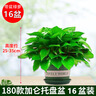 雙盟綠蘿盆栽除甲醛綠植辦公室新房?jì)艋諝?80托盤(pán)款16盆裝源頭直發(fā) 曬單實(shí)拍圖