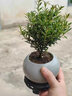 BEYZK小葉赤楠老樁盆景苗植物花卉微景觀(guān)水培辦公室桌面擺件好養常青盆 小葉赤楠6年大苗+原生盆+肥料 含盆 曬單實(shí)拍圖