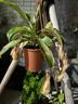 豬籠草盆栽植物花卉室內驅蚊草綠植陽(yáng)臺捕蟲(chóng)草食蟲(chóng)草吊蘭好養活 豬籠草大盆約6-10個(gè)大籠子 曬單實(shí)拍圖