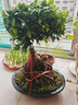 嘆為觀(guān)止大型綠植各種大型盆栽發(fā)財樹(shù)金錢(qián)樹(shù)榕樹(shù)流泉楓辦公室內盆景好養活 金錢(qián)榕【40-60xm】 曬單實(shí)拍圖