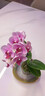 年宵花春節蝴蝶蘭盆栽花苗桌面裝飾花卉植物四季好養綠植過(guò)年貨 粉色系蝴蝶蘭-裸苗（帶花苞+半開(kāi)放） 曬單實(shí)拍圖