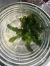 瘋狂水草坨草魚(yú)缸水草真水草植物直接入缸水培植物綠菊大坨 源頭直發(fā)包郵 曬單實(shí)拍圖
