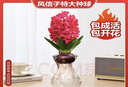 進(jìn)口風(fēng)信子種球特大球水培套裝四季水養室內耐寒綠植秋冬盆栽土培 紅色風(fēng)信子1個(gè)球+營(yíng)養液 曬單實(shí)拍圖
