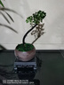 小葉子紫檀老樁黑骨茶盆栽辦公室內禪意好養四季常青綠植物微盆景 老樁小葉紫檀【舍得盆】+底座+送肥料 帶盆栽好 曬單實(shí)拍圖