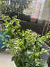 呆果丁藍莓樹(shù)果苗盆栽帶花帶果發(fā)貨特大號L25陽(yáng)臺當年結果南北方果樹(shù)苗 【帶花發(fā)貨 帶盆栽好】L25藍莓丨5年苗1.5加侖 曬單實(shí)拍圖