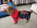 阿莫爾狗狗衣服冬季保暖加厚小熊背帶褲泰迪比熊雪納瑞小型犬貓咪四腳衣 背帶小熊裝 XS 曬單實(shí)拍圖