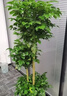 愛(ài)優(yōu)尚幸福樹(shù)盆栽客廳室內大型綠植辦公室喬遷新家綠寶凈化空氣源頭直發(fā) 曬單實(shí)拍圖