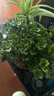 四季常青金魚(yú)花吊蘭盆栽室內綠植花卉多肉植物發(fā)財樹(shù)好養易活全 04：金魚(yú)吊蘭【整盆20-30顆】原盆土 曬單實(shí)拍圖