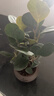 格調生活小盼菩提樹(shù)盆栽綠植物室內花盆景辦公室桌面觀(guān)葉四季客廳好養活樹(shù) 菩提【帶果發(fā)貨】舍得陶瓷盆底座 帶盆栽好 曬單實(shí)拍圖