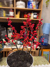 臨雅北美冬青盆栽帶紅果樹(shù)苗綠植盆景年宵真花植物#120盆*2源頭直發(fā) 曬單實(shí)拍圖