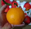 京覓四川春見(jiàn)耙耙柑粑粑柑凈重4.5斤單果140g生鮮水果源頭直發(fā)包郵 曬單實(shí)拍圖