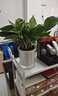 新大葉金鉆綠公主盆栽植物除甲醛綠植辦公室四季常青室內客廳擺放 【1盆】金鉆+基地原盆 含盆高度15-20厘米 曬單實(shí)拍圖