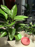 愛(ài)優(yōu)尚天堂鳥(niǎo)綠植盆栽客廳室內辦公室大型綠植好養凈化空氣源頭直發(fā) 曬單實(shí)拍圖