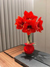雅致朱頂紅進(jìn)口種球單瓣蠟封好養花苞禮盒裝周長(cháng)28-30cm橙紅源頭直發(fā) 曬單實(shí)拍圖