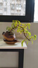 【清香木盆景】飄枝老樁花卉好養綠植盆栽茶桌高檔年貨帶花盆底座 酒壺盆清香木15-20+底座+小沙彌 曬單實(shí)拍圖