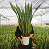 中大型金邊虎皮蘭多肉植物花卉新房辦公室虎尾蘭綠植盆栽6-8棵 虎皮蘭60-80cm高6-8棵 曬單實(shí)拍圖