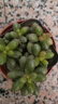 多肉組合盆栽陽(yáng)臺盆栽喜陽(yáng)植物新手福利按圖發(fā)貨品種花卉好養 綠龜卵群【5-6厘米】塑料盆栽好 曬單實(shí)拍圖