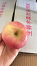 戀碩甘肅慶陽(yáng)高原冰糖紅富士水果生鮮蘋(píng)果紅富士特產(chǎn)脆甜多汁 （75mm）中小果   10斤裝 凈重8.5斤 曬單實(shí)拍圖