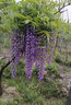 植園境紫藤花樹(shù)苗盆栽盆景老樁大苗庭院耐寒易活爬藤植物陽(yáng)臺攀爬花卉 【拍照選貨 滿(mǎn)意再發(fā)】6厘米粗壯苗 曬單實(shí)拍圖
