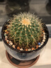 意軒超大金琥仙人球盆栽花卉盆栽綠植桌面盆栽陽(yáng)臺多肉植物 桌面植物 直徑10厘米 曬單實(shí)拍圖
