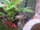 云峰海瑞黑殼蝦清潔蝦觀(guān)賞蝦 魚(yú)缸水族箱水草缸清潔除藻淡水 草缸瘋狂除藻套餐 共10條 曬單實(shí)拍圖
