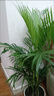 溥畔客廳綠植大盆落地正宗富貴椰子樹(shù)大型落地盆栽散葵鳳陽(yáng)臺凈化空氣 帶基地泥#高78厘米-102厘米 【精品茂盛】富貴椰子9-12株+肥料 曬單實(shí)拍圖
