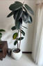 黑金剛橡皮樹(shù)客廳大盆栽拗造型室內綠植辦公室四季好養生植物 特級橡皮樹(shù)1.6-1.8米 米白聚寶盆（帶黑布） 含盆 曬單實(shí)拍圖