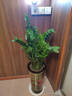 花翁大型綠植物客廳室內盆栽花卉金錢(qián)樹(shù)0.9-1m[福字高款瓷盆]源頭直發(fā) 曬單實(shí)拍圖