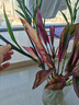 紅葉富貴竹水培植物轉運竹節節高綠植花卉室內花盆栽客廳水養綠蘿 鴻運竹高60厘米左右10枝+送營(yíng)養液_無(wú)盆 裸根不帶土 曬單實(shí)拍圖