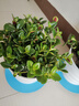 四季常青金魚(yú)花吊蘭盆栽室內綠植花卉多肉植物發(fā)財樹(shù)好養易活客廳 01：金魚(yú)吊蘭【整盆20-30顆】原盆土 曬單實(shí)拍圖