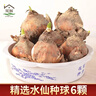花翁漳州水仙花種球6個(gè) 室內盆栽水養帶花苞年宵花卉植物源頭直發(fā) 曬單實(shí)拍圖